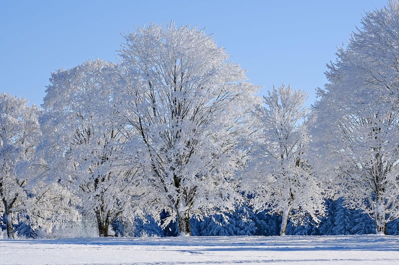 Winter Landscape